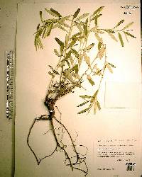 Croton linearis image