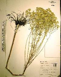 Euthamia tenuifolia image