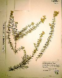 Conradina grandiflora image