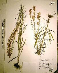 Liatris gracilis image