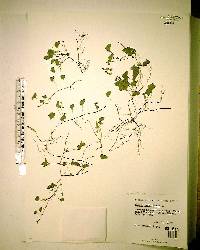 Oxalis corniculata image