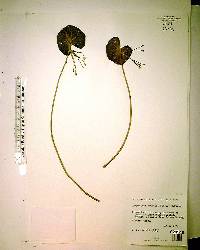 Nymphoides aquatica image