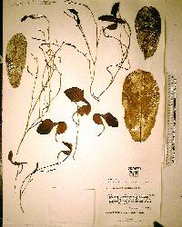 Aristolochia maxima image