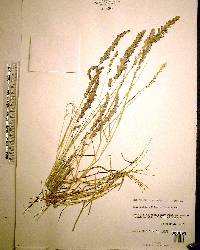 Eragrostis ciliaris image