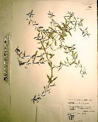 Hedyotis corymbosa image