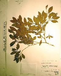 Eugenia foetida image