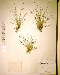 Eleocharis geniculata image