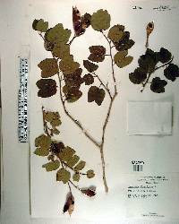 Bauhinia divaricata image