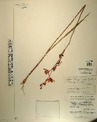 Calopogon tuberosus image