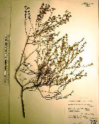 Hypericum brachyphyllum image