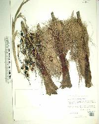 Coccothrinax inaguensis image