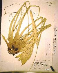 Tillandsia fasciculata image