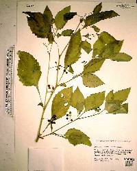 Solanum americanum image