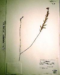 Hypericum cistifolium image