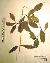 Morinda umbellata image