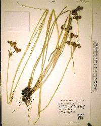 Juncus megacephalus image