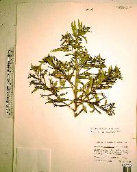 Ludwigia leptocarpa image