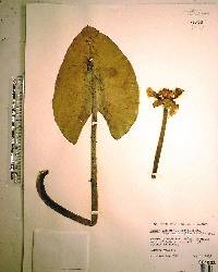 Nuphar lutea image