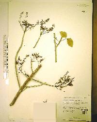 Bursera simaruba image