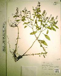 Ocimum micranthum image