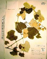 Vitis shuttleworthii image