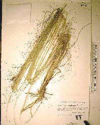 Muhlenbergia capillaris image