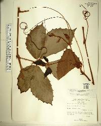 Tetrastigma voinierianum image