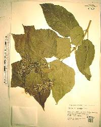 Premna odorata image