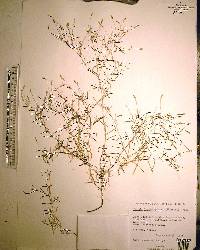 Pectis leptocephala image