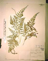 Anemia adiantifolia image