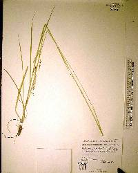 Eriochloa michauxii image