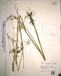 Oxypolis filiformis image