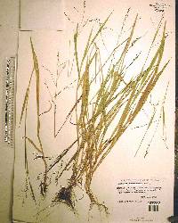 Kellochloa verrucosa image