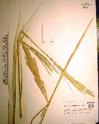 Spartina alterniflora image