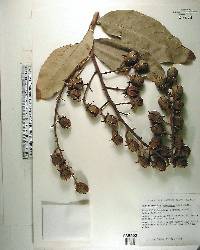 Lagerstroemia speciosa image