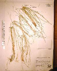 Panicum hians image