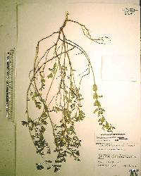 Chamaesyce hyssopifolia image