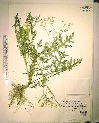 Parthenium hysterophorus image