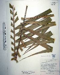 Chamaedorea angustisecta image