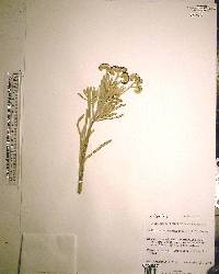 Argusia gnaphalodes image