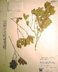 Eugenia foetida image