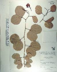 Bauhinia thonningii image
