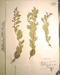 Lyonia lucida image