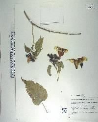 Ipomoea pauciflora image