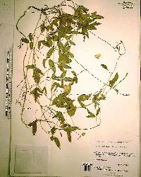 Vigna luteola image