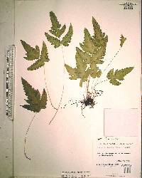 Tectaria lobata image