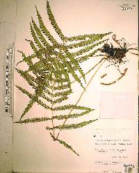 Thelypteris kunthii image