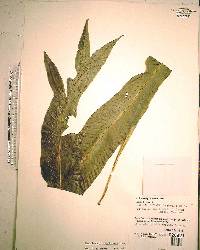 Campyloneurum phyllitidis image