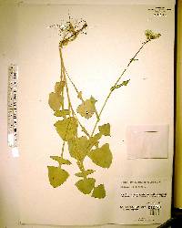 Sonchus oleraceus image