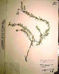 Heliotropium polyphyllum image